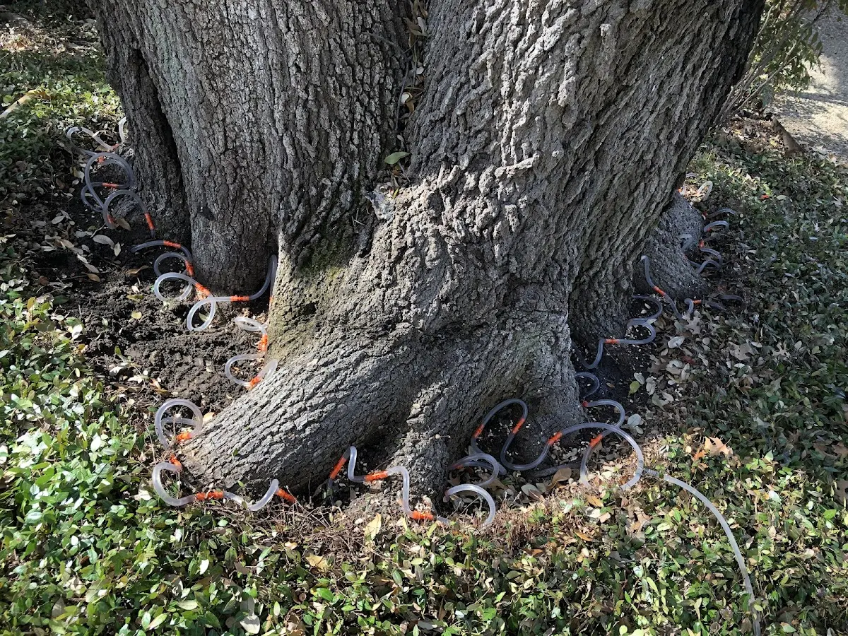 Detailed Tree Cabling and Bracing job site in New Cumberland